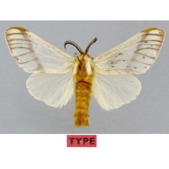 /filer/webapps/moths/media/images/V/vuilleti_Hypsoides_STM_MNHN.jpg