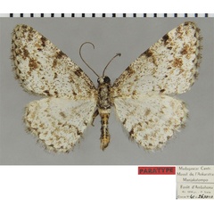 /filer/webapps/moths/media/images/V/vadoni_Ectropis_PTM_ZSMa.jpg