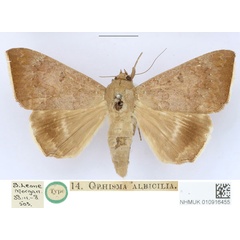 /filer/webapps/moths/media/images/A/albicilia_Ophisma_HT_BMNH_1wkBWcT.jpg