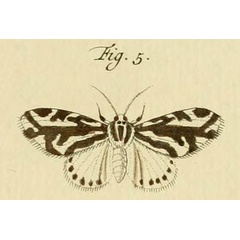 /filer/webapps/moths/media/images/V/vocula_Paralacydes_Stoll_31_5.jpg