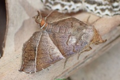 Radara vacillans