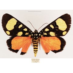 /filer/webapps/moths/media/images/P/pentelia_Sergiusia_AM_TMSA_01.jpg