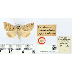 /filer/webapps/moths/media/images/B/benenotata_Pandesma_HT_BMNH.jpg