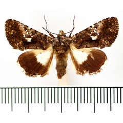 /filer/webapps/moths/media/images/S/squamosa_Aedia_AF_BMNH_02.jpg