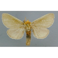 /filer/webapps/moths/media/images/S/simplex_Antheua_A_RMCA_04.jpg