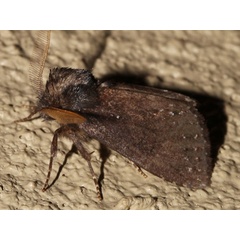 /filer/webapps/moths/media/images/F/fusca_Laelia_A_Roland_01.jpg