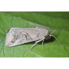 /filer/webapps/moths/media/images/S/scotina_Bryophilopsis_A_Beidts.jpg