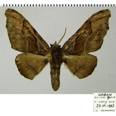 /filer/webapps/moths/media/images/F/fasciata_Gongropteryx_AF_ZSM.jpg