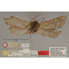 /filer/webapps/moths/media/images/M/minirhodaula_Afrotheora_HTM_OUMNHb_01.jpg
