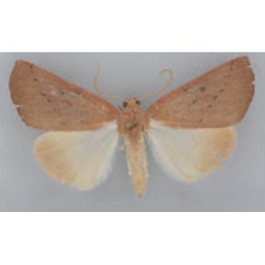 /filer/webapps/moths/media/images/P/punctilinea_Terpnostola_AM_TMSA_01.jpg