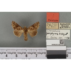 /filer/webapps/moths/media/images/P/porphyrea_Ctenoplusia_PTM_BMNH_07a.jpg
