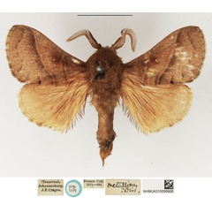/filer/webapps/moths/media/images/M/metallicus_Dendrolimus_STM_NHMUK_01.jpg