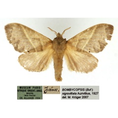 /filer/webapps/moths/media/images/N/nigrovittata_Bombycopsis_AF_MNHN.jpg