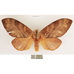 /filer/webapps/moths/media/images/C/crestalina_Pachytrina_AF_TMSA_01.jpg