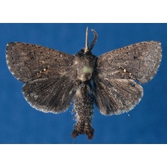 /filer/webapps/moths/media/images/S/shimonii_Metarbela_HT_BMNH_w60adhK.jpg
