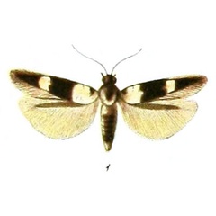 /filer/webapps/moths/media/images/L/leucomelanella_Elachista_STM_Rebel_1-1.jpg