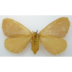 /filer/webapps/moths/media/images/E/evanescens_Phasicnecus_HT_NHMUKb.jpg