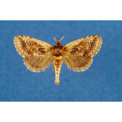 /filer/webapps/moths/media/images/M/mineti_Moyencharia_PT_Lehmann.jpg