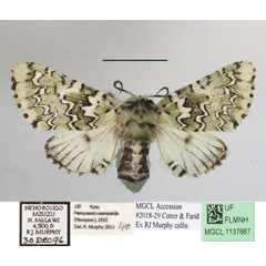 /filer/webapps/moths/media/images/E/esmeralda_Hampsonita_AF_MGCLa_03.JPG