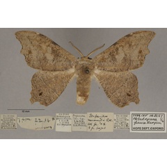 /filer/webapps/moths/media/images/G/glauca_Metadrepana_LT_OUMNHa_01.jpg