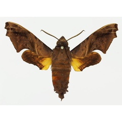 /filer/webapps/moths/media/images/B/benitensis_Pseudenyo_AM_Basquin_01a.jpg