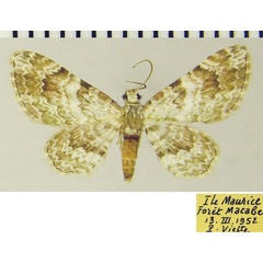 /filer/webapps/moths/media/images/E/exilipicta_Chloroclystis_AF_ZSM.jpg