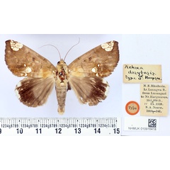 /filer/webapps/moths/media/images/D/dasybasis_Achaea_HT_BMNH.jpg