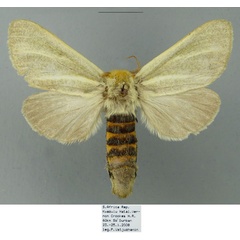 /filer/webapps/moths/media/images/S/simplex_Antheua_AF_Schintlmeister.jpg