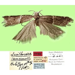 /filer/webapps/moths/media/images/C/cameronella_Lecithocera_HT_MNHN.jpg