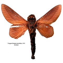 /filer/webapps/moths/media/images/L/lineatum_Taragama_LTM_SNHMb.jpg