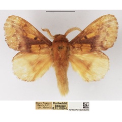 /filer/webapps/moths/media/images/O/opulenta_Ochrochroma_AM_NHMUK_01.jpg