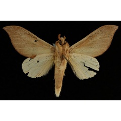 /filer/webapps/moths/media/images/A/argyrosticta_Brachychira_HT_RBINSb.jpg