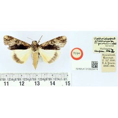 /filer/webapps/moths/media/images/P/primulinodes_Ulotrichudes_HT_BMNH.jpg