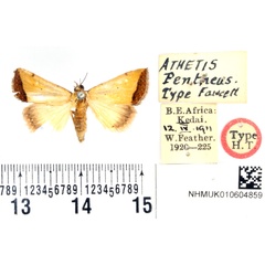 /filer/webapps/moths/media/images/P/pentheus_Athetis_HT_BMNH.jpg