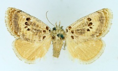 /filer/webapps/moths/media/images/S/sulcata_Lepidorytis_AF_TMSA.jpg