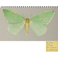 /filer/webapps/moths/media/images/P/pulchrifimbria_Omphacodes_AF_ZSM.jpg