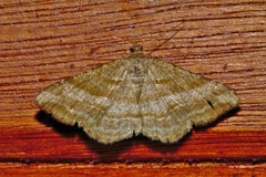Chiasmia furcata