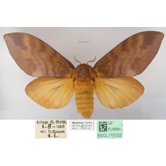 /filer/webapps/moths/media/images/I/imperialis_Gonometa_AF_MGCLa_02.JPG
