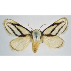 /filer/webapps/moths/media/images/I/invitabilis_Parapluda_AF_NHMO.jpg