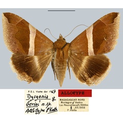 /filer/webapps/moths/media/images/B/berioi_Dysgonia_AT_MNHN.jpg