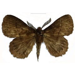 /filer/webapps/moths/media/images/D/dargei_Philotherma_PTM_Basquin_02.jpg