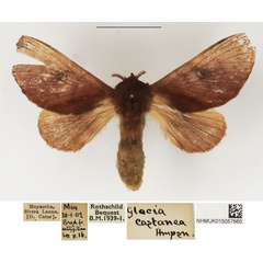 /filer/webapps/moths/media/images/C/castanea_Pseudometa_AF_NHMUK.jpg