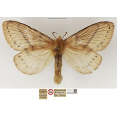 /filer/webapps/moths/media/images/T/thoracica_Malacosoma_HT_NHMUK.jpg
