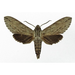 /filer/webapps/moths/media/images/J/juniperi_Oligographa_AM_Basquin_02.jpg