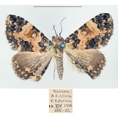 /filer/webapps/moths/media/images/D/decora_Metachrostis_AM_BMNH.jpg