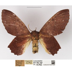/filer/webapps/moths/media/images/D/denticulata_Stenophatna_AF_NHMUK_02.jpg