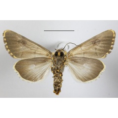 /filer/webapps/moths/media/images/M/mossambicensis_Diaphone_A_MGCLb_01.JPG