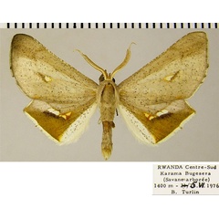 /filer/webapps/moths/media/images/A/aurivena_Coenina_AM_ZSMa.jpg