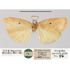 /filer/webapps/moths/media/images/T/triplaiola_Ilema_HT_BMNH.jpg