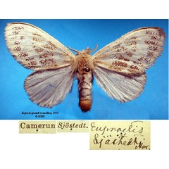 /filer/webapps/moths/media/images/S/sjostedti_Euproctis_STF_SNHMa.jpg